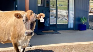 Une vache se tient devant un bâtiment doté d’une porte et d’un jardinier bleu.