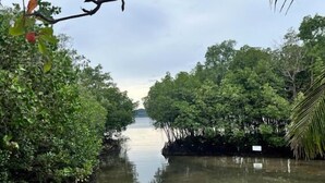 Ein Boot liegt an einem ruhigen Wasserweg, der von dichten Mangrovenbäumen gesäumt wird.