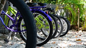 Una hilera de bicicletas estacionadas sobre un sendero de grava, con vegetación al fondo.
