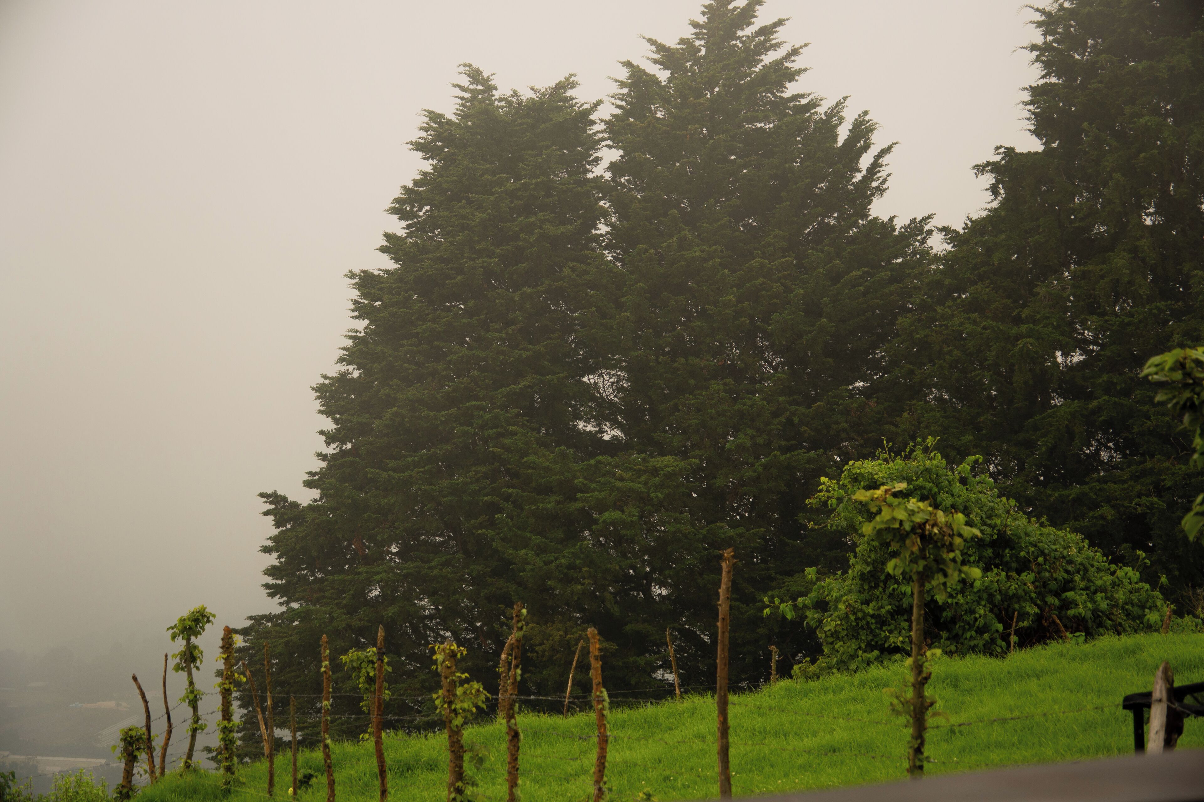 Un paysage paisible, avec de grands arbres et une colline couverte d’herbe.
