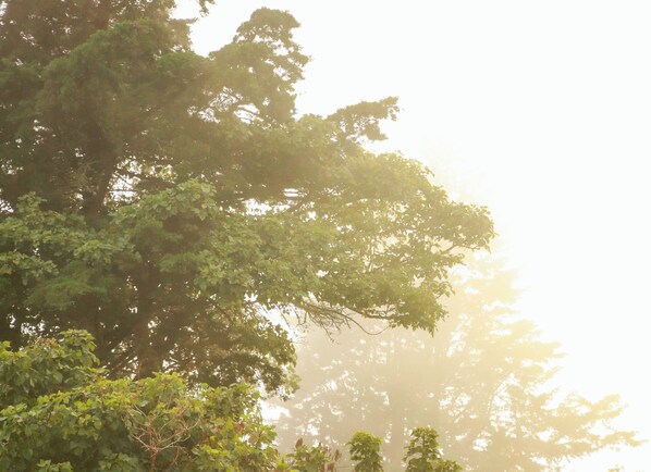 A dense forest with sunlight filtering through the trees. - Cabañas La Montañuela (Llano Grande)