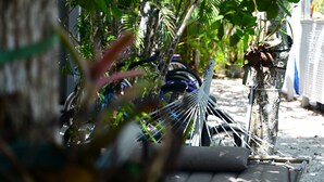 A hammock tied to a tree, a bicycle, and a white structure in a garden setting.