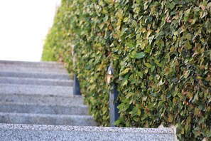 A set of stone steps leading up to a wall covered with green foliage.