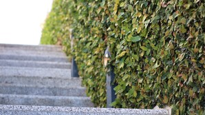 A set of stone steps leading up to a wall covered with green foliage. - ma-la studios Guimarães 304 (Guimarães)