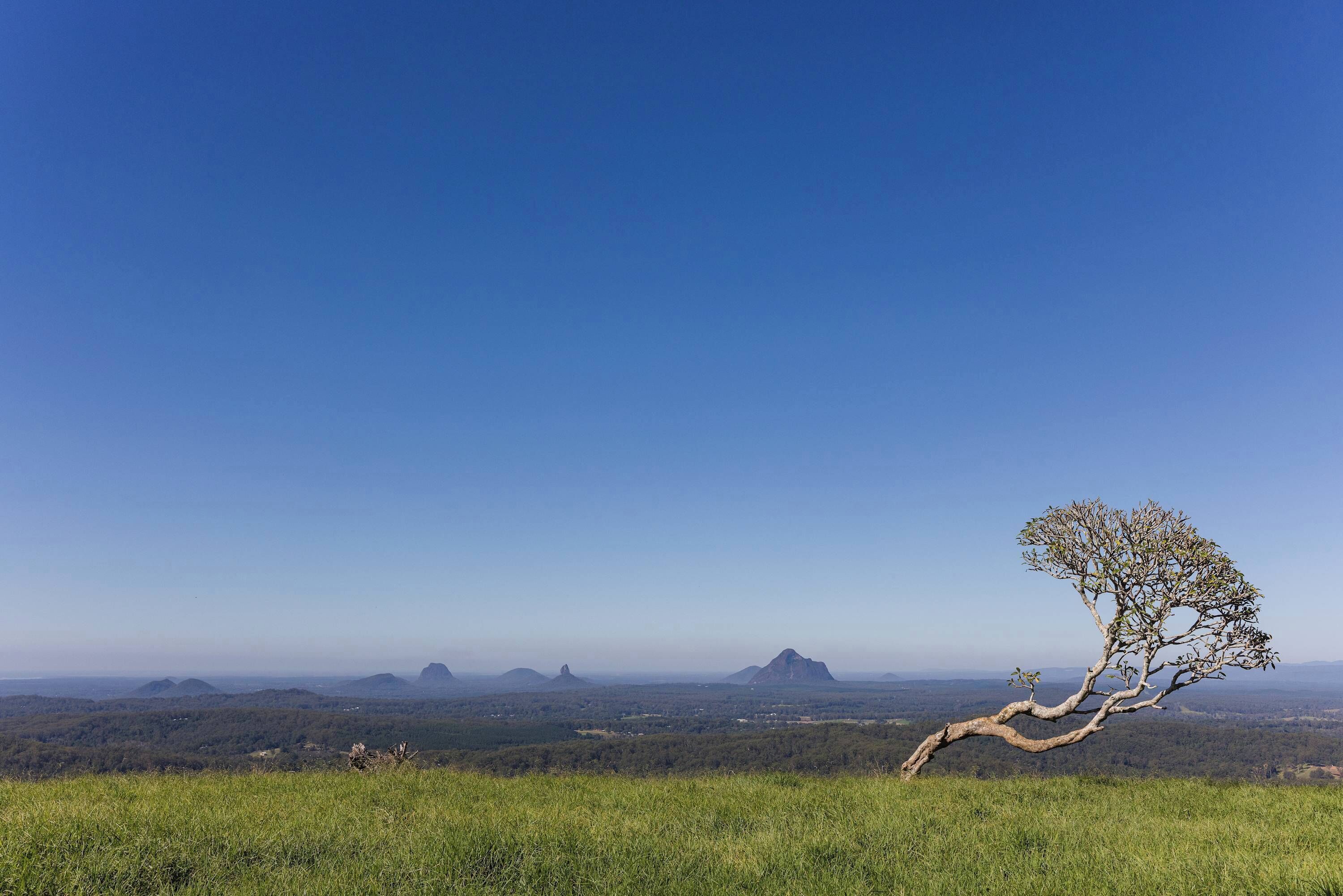 A landscape with a prominent tree, distant hills, and a clear sky.