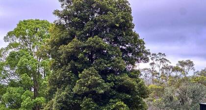 Montville Retreat by Tiny Away