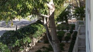 A landscaped garden with a variety of trees and shrubs, a paved walkway, and a building with a white railing.