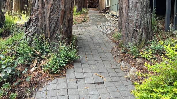 A paved pathway leading to a rustic cabin surrounded by tall trees.