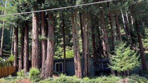 A cabin surrounded by tall redwood trees, with a small porch and a view of the forest.