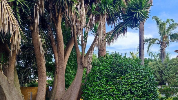 A lush garden with a variety of trees, including palm trees and a large bush. - El Trazo, perfect to disconnect. (tacoronte)