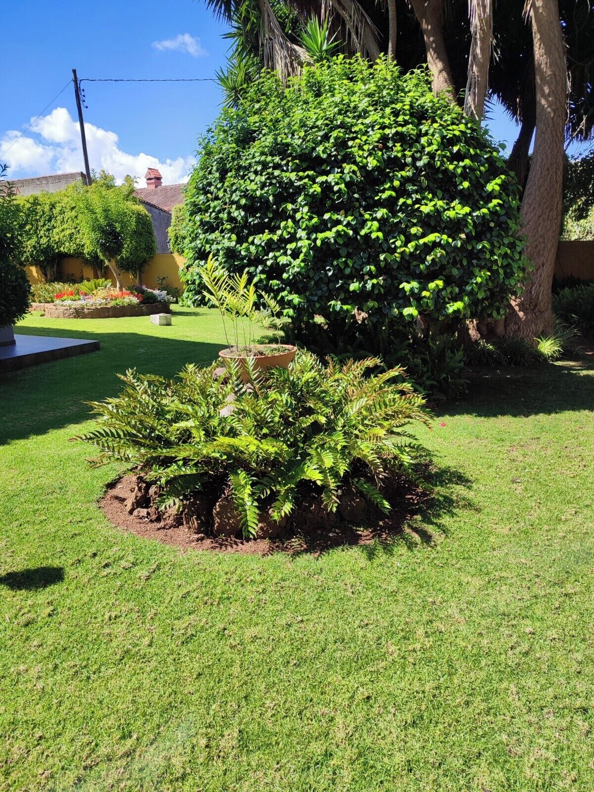 Un jardin bien entretenu, agrémenté de divers arbustes et d’une pelouse.