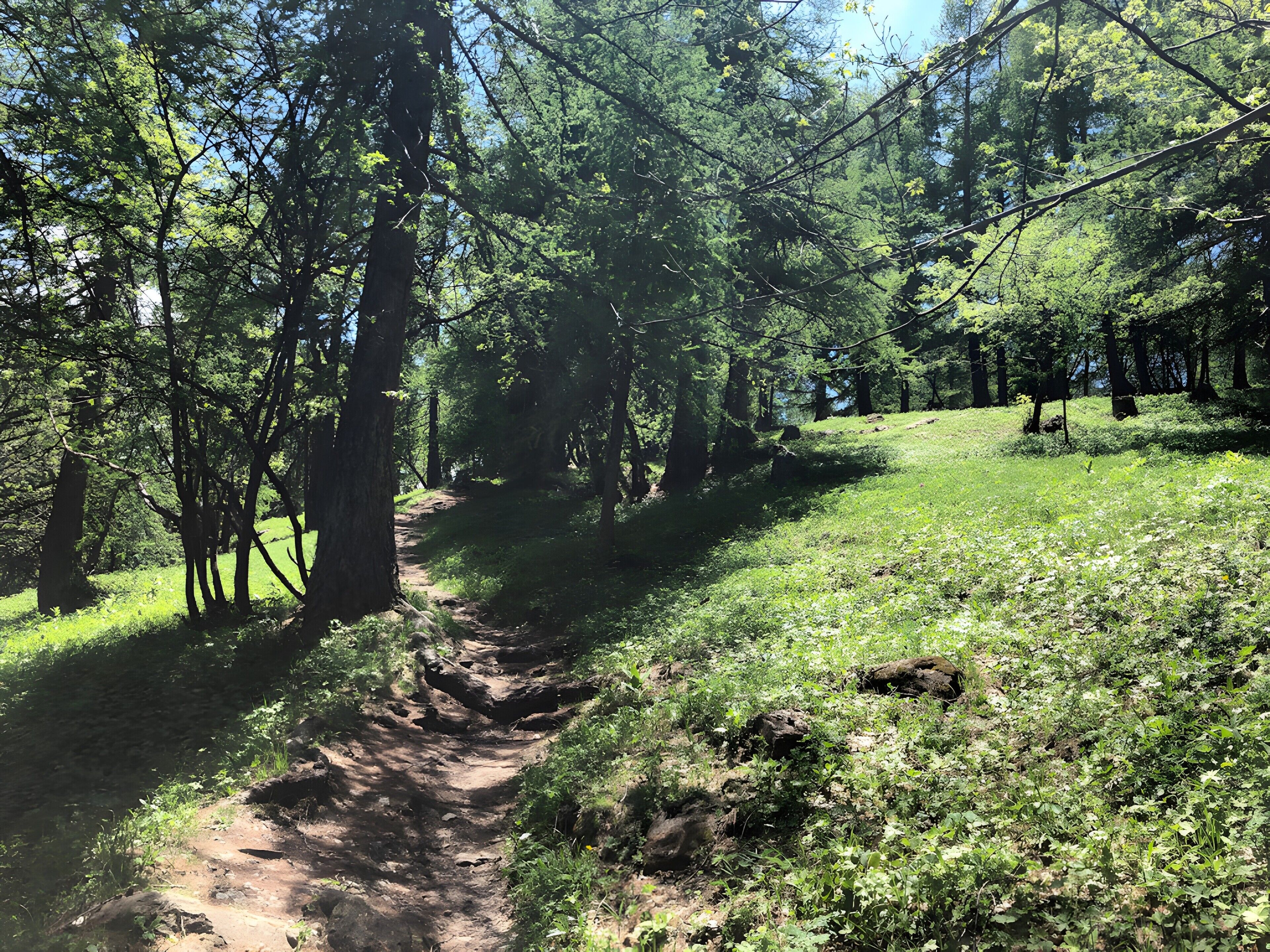 Une zone boisée avec un sentier de terre.