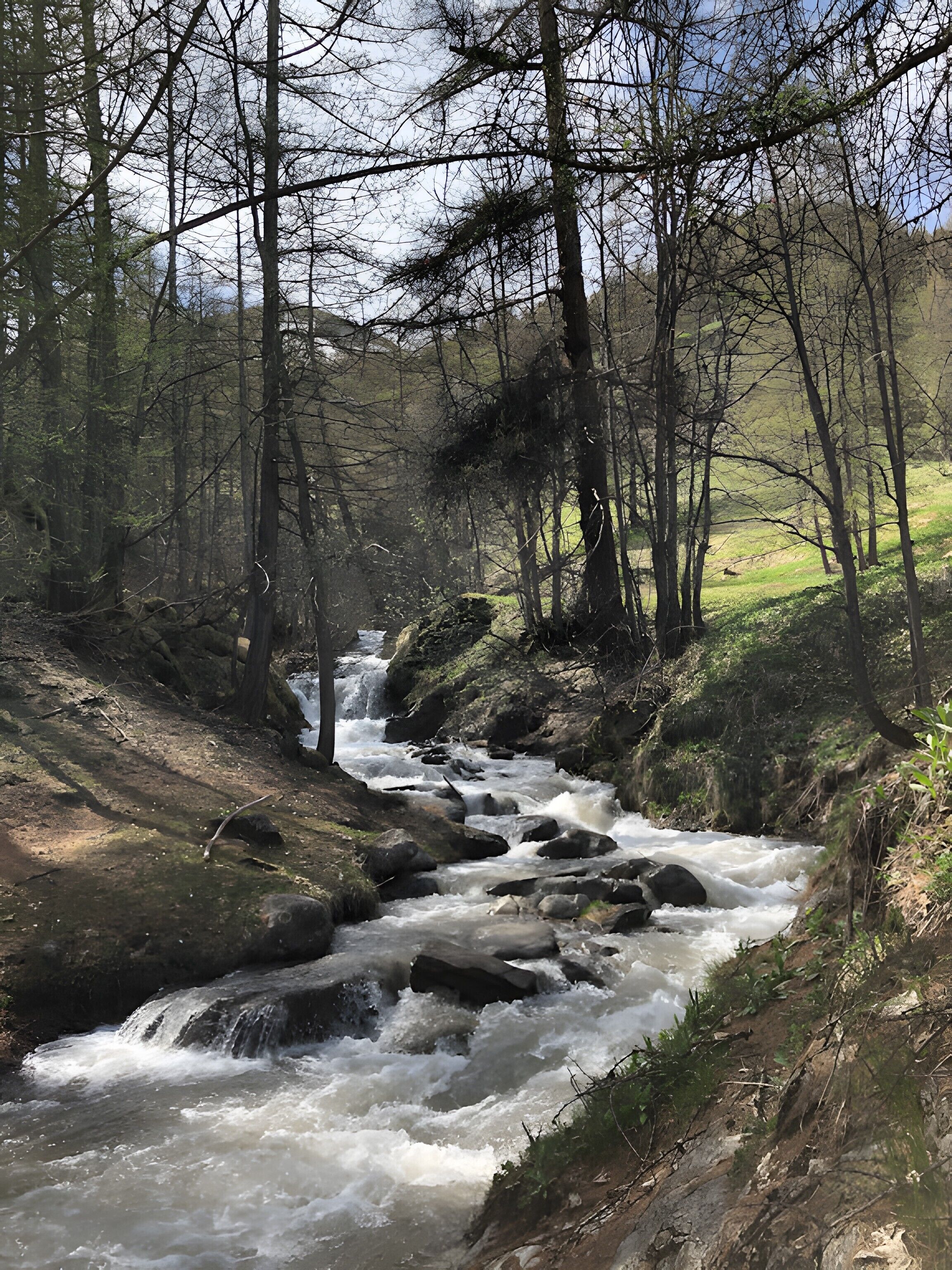 A river flowing through a forested area with rocky terrain and trees.