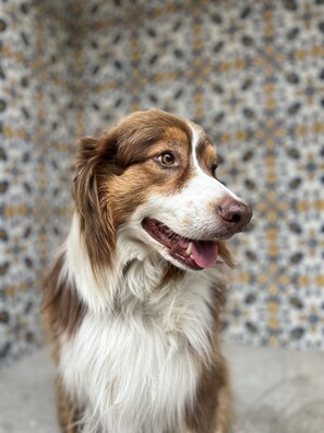 Pet-friendly - The Casita na Vila your best Bed & Breakfast in northern Portugal. (Viana do Castelo)