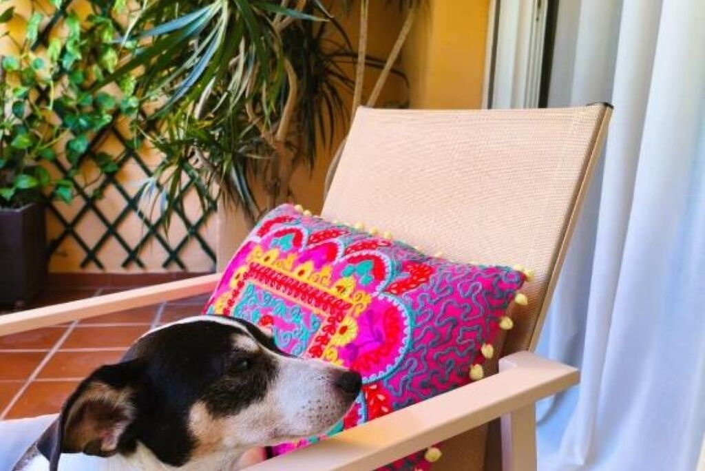 Een stoel met een kleurrijk kussen en een hond die erop zit.