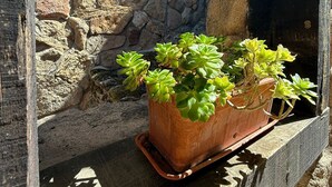 A potted succulent plant on a stone ledge. - LOS RELOJES HOUSE (La Adrada)