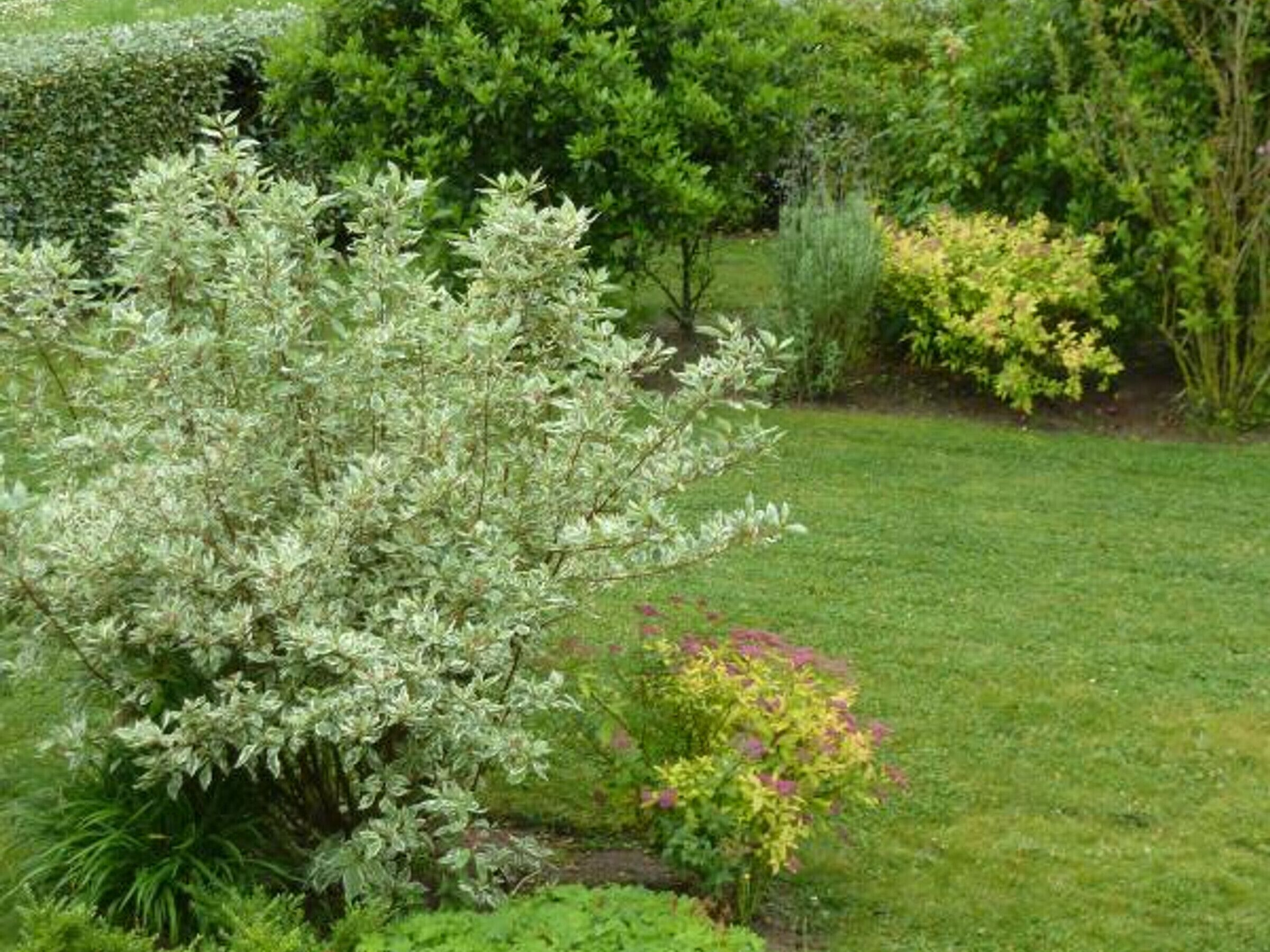 A garden with a variety of shrubs and a well-maintained lawn.