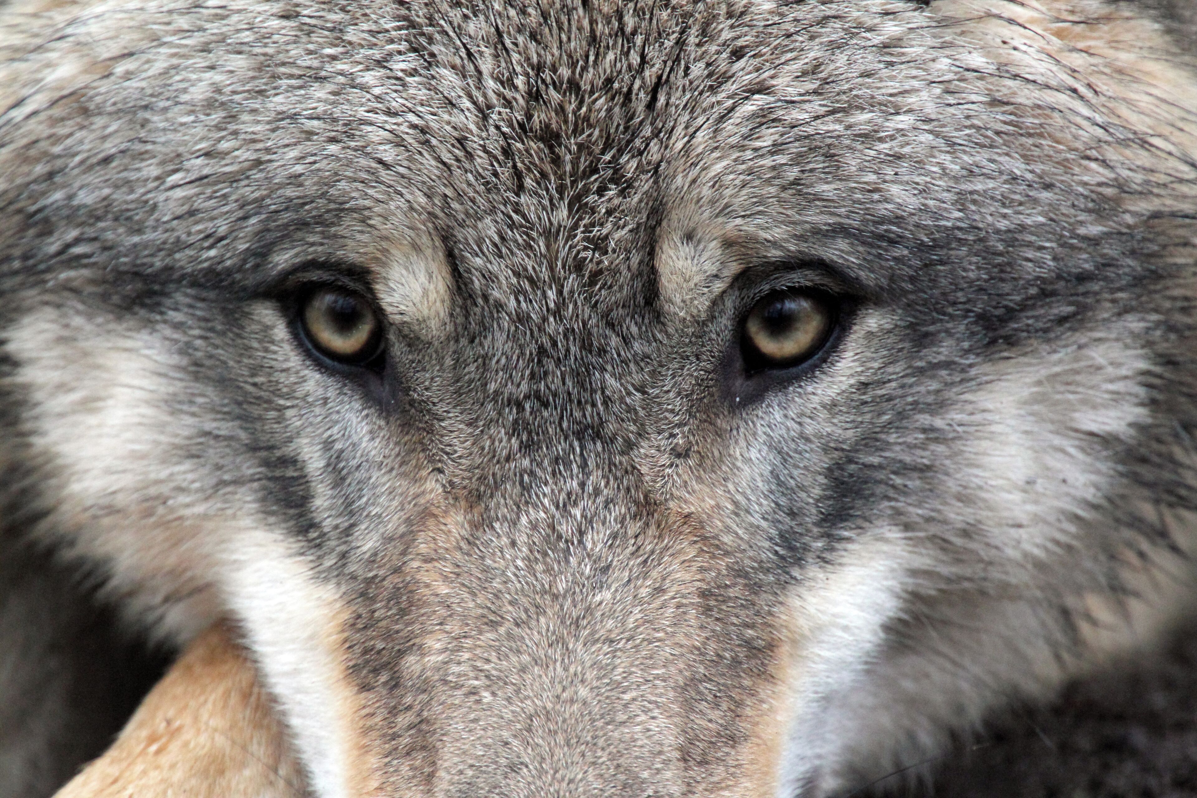 A close-up of a wolf's face.