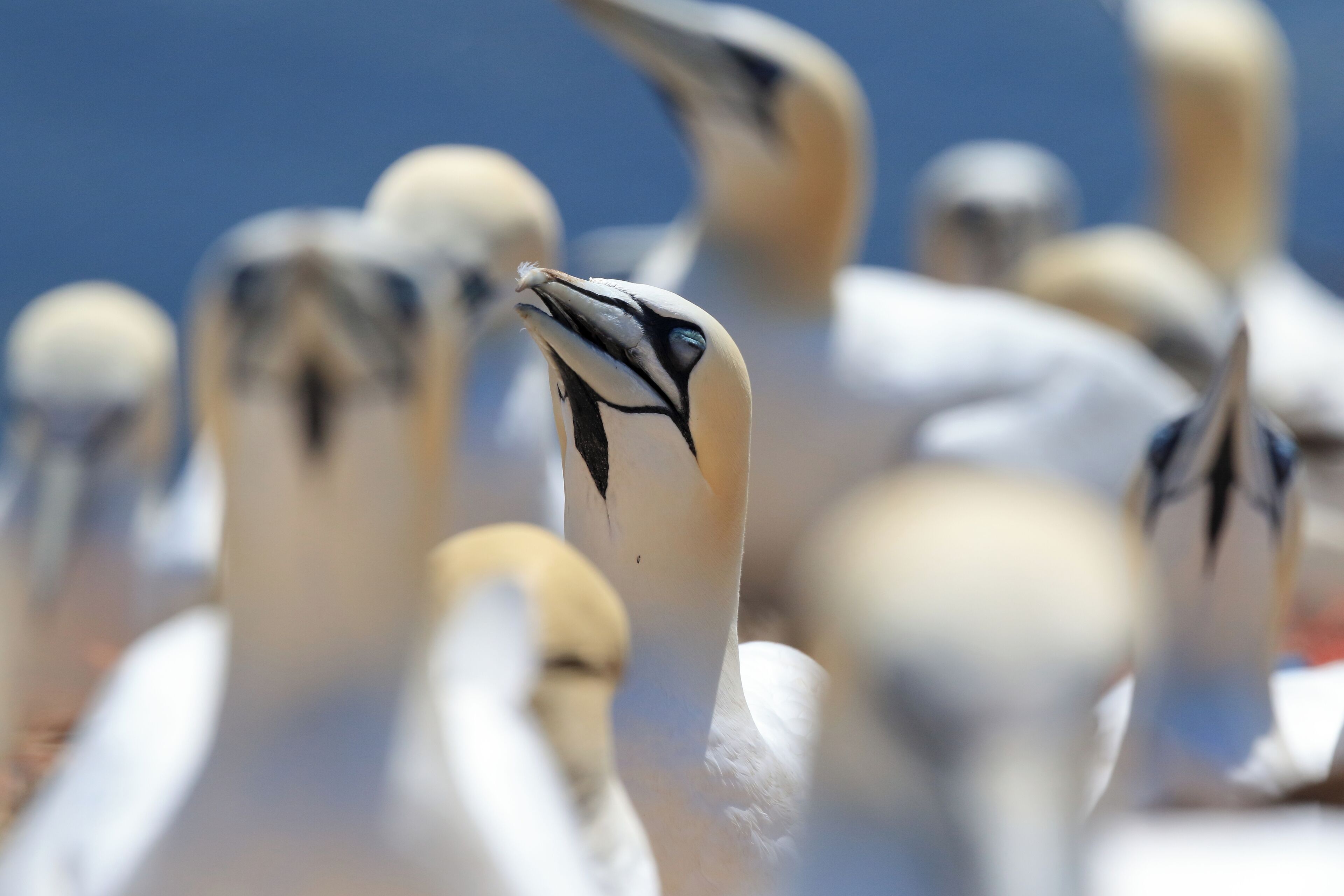 Un gros plan de plusieurs oiseaux aux motifs noirs et blancs.