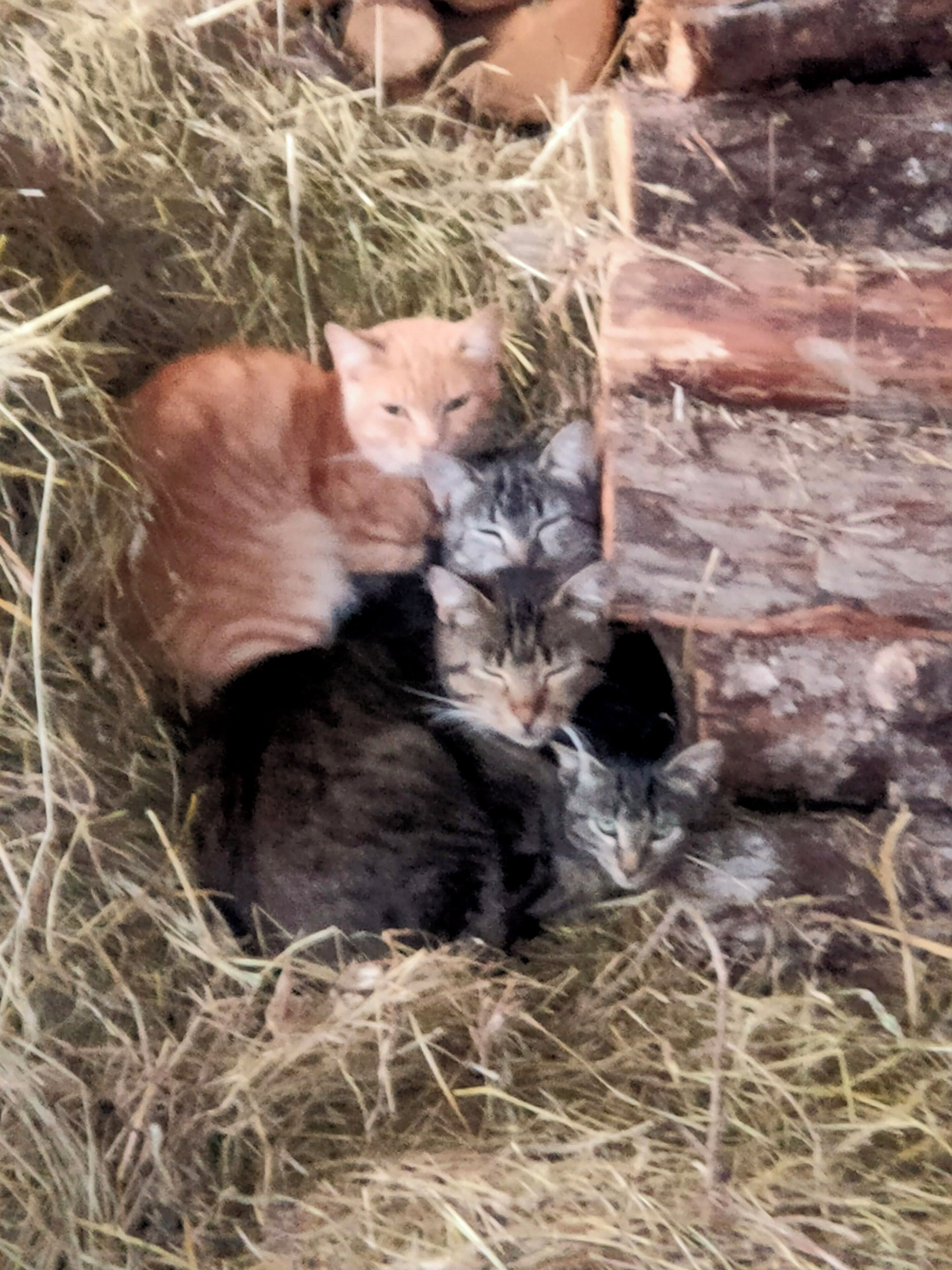A group of cats resting in a straw-filled enclosure.