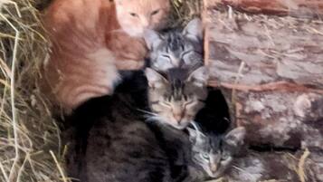 A group of cats resting in a straw-filled enclosure.