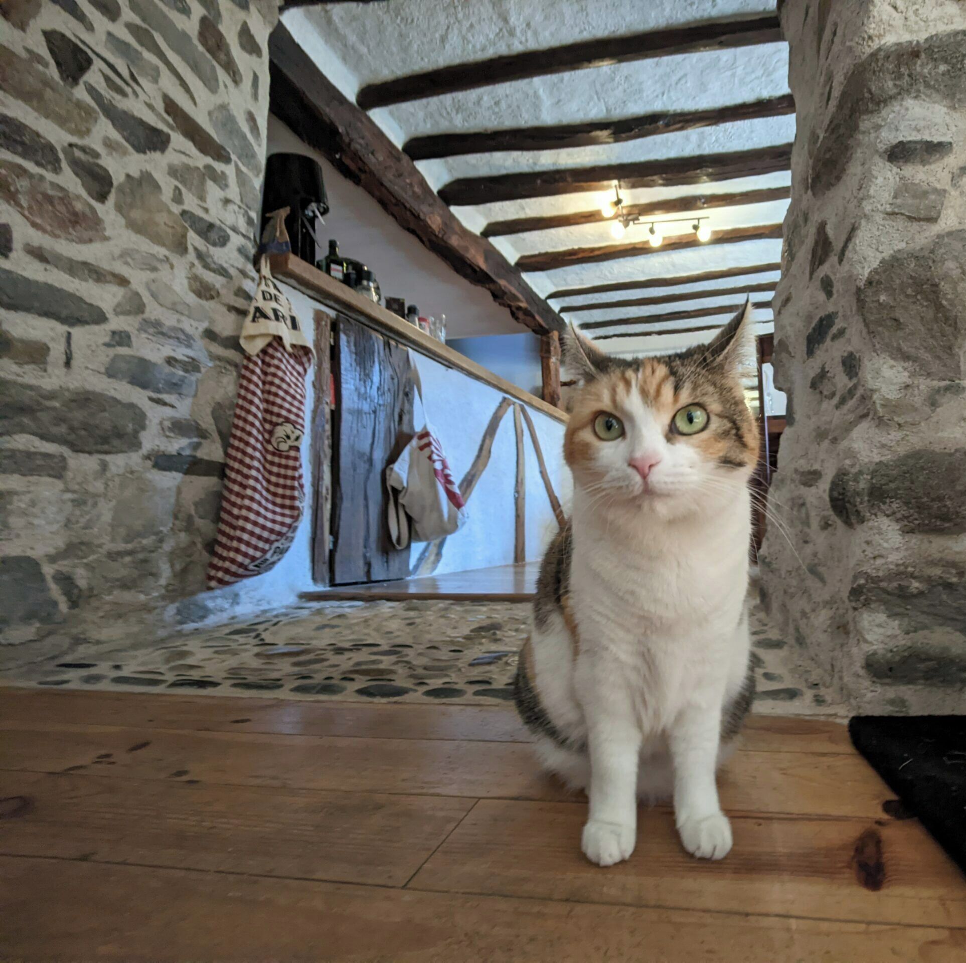 A cat sitting on a wooden floor in a rustic room with stone walls and exposed wooden beams.