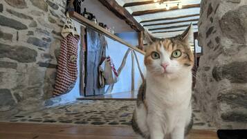 A cat sitting on a wooden floor in a rustic room with stone walls and exposed wooden beams.