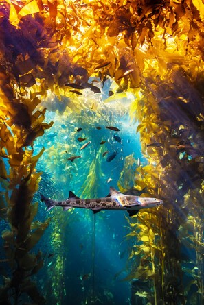 An underwater scene with a shark swimming among kelp.