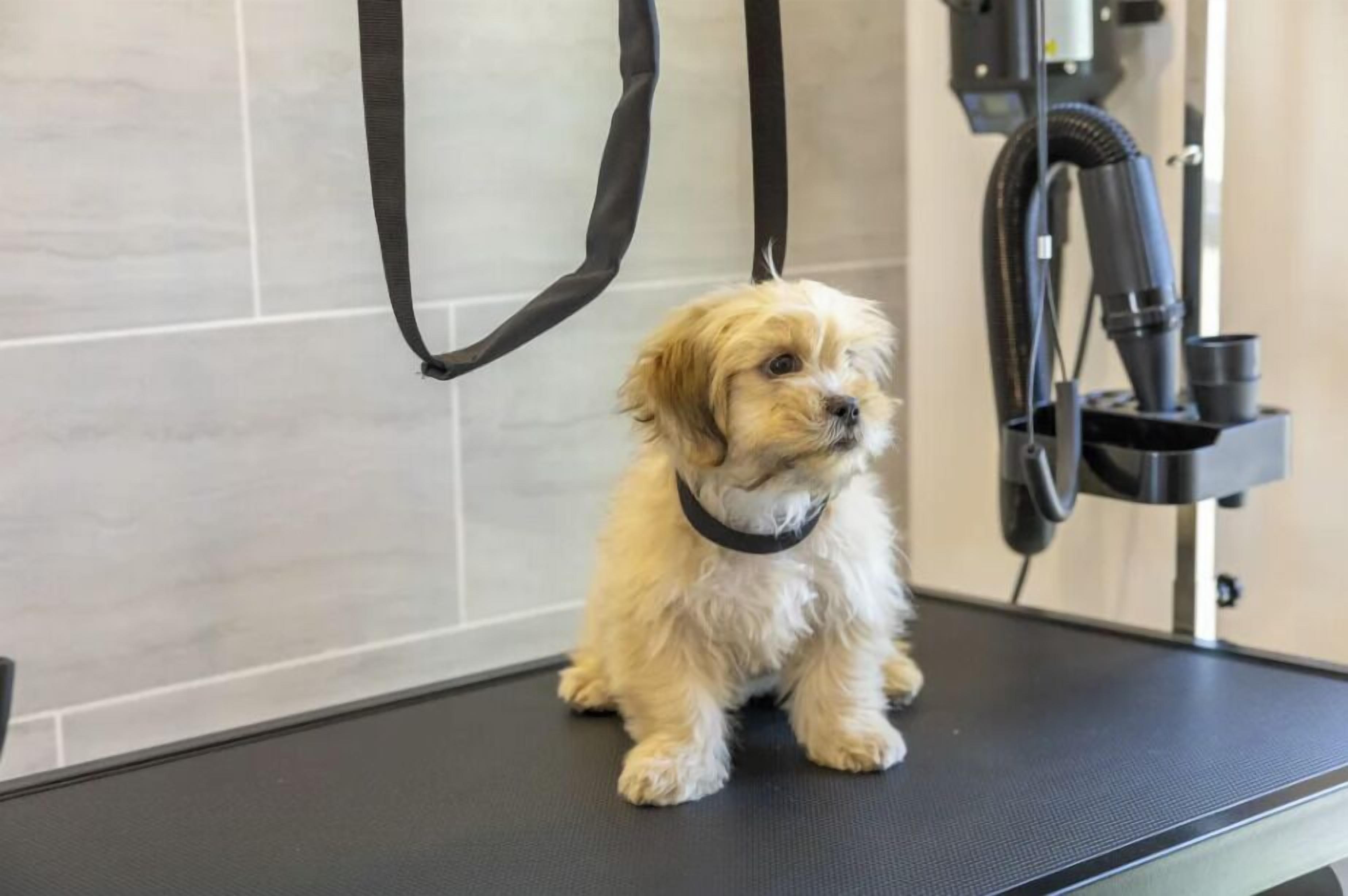 Un perro pequeño sentado en una mesa de peluquería en una habitación con paredes de baldosas y una máquina de tozar.