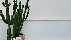 A poolside area with a cactus plant in a pot and a tiled pool. - Logradouro House (Alcochete)