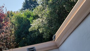 A skylight window with a view of dense foliage and a clear sky.