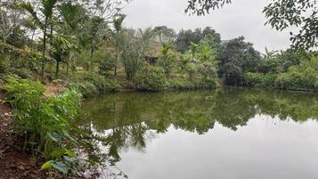 A serene pond surrounded by lush greenery and trees.