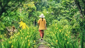 A person walking on a stone path surrounded by lush greenery and yellow flowers.