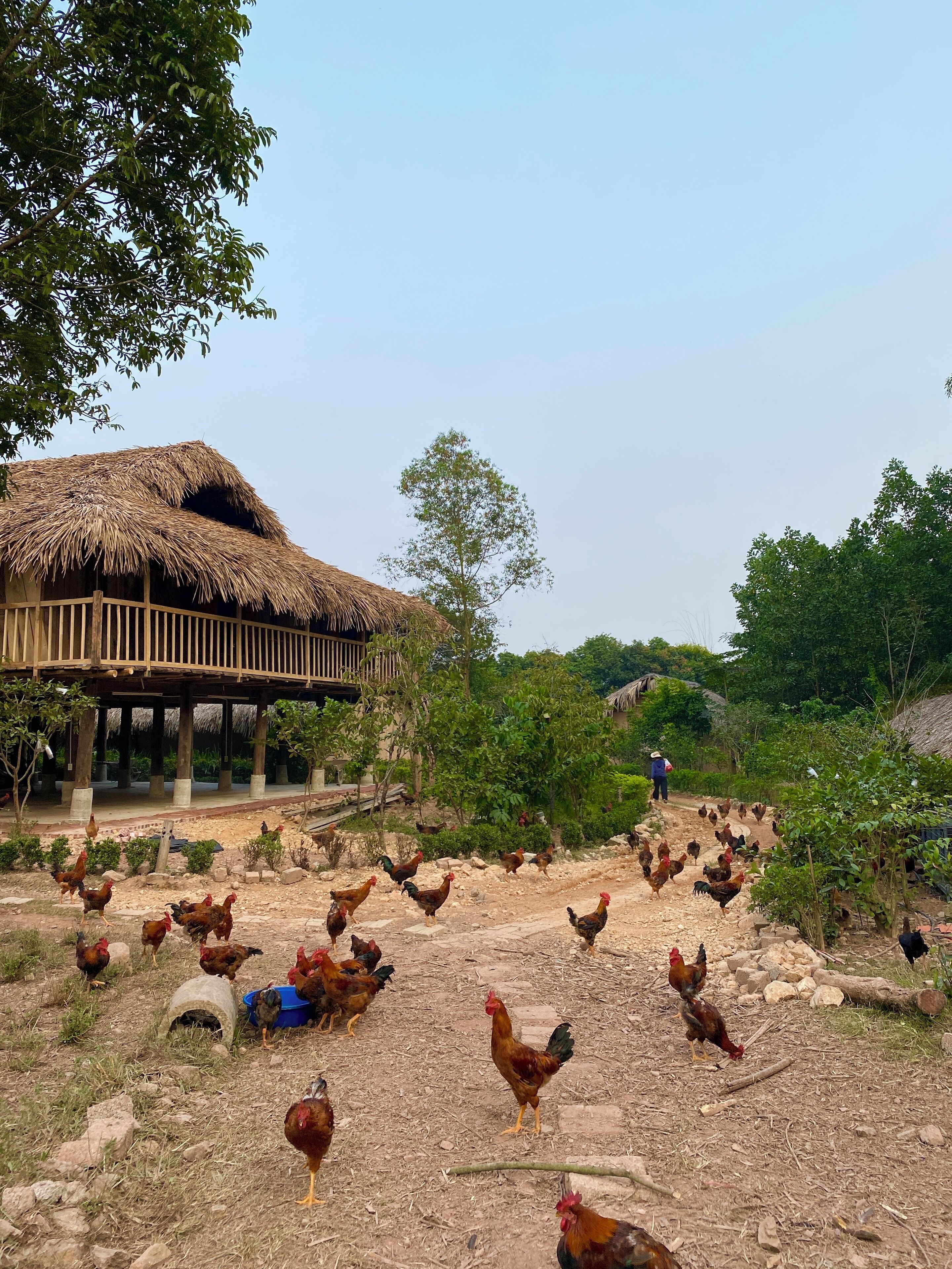 Un área al aire libre rústica con una estructura de techo de paja, rodeada de follaje y gallinas.