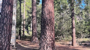 Uma área arborizada com altas pinhas e uma escadaria de pedra que leva a um edifício.