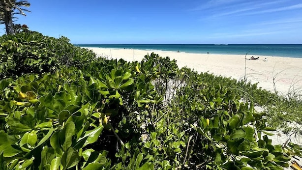 A beach with dense green foliage in the foreground and a clear blue sky.