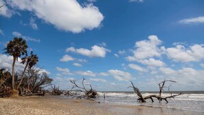 A beach with fallen palm trees and a clear sky.