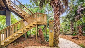 A wooden staircase leading to a deck surrounded by lush greenery and a palm tree.