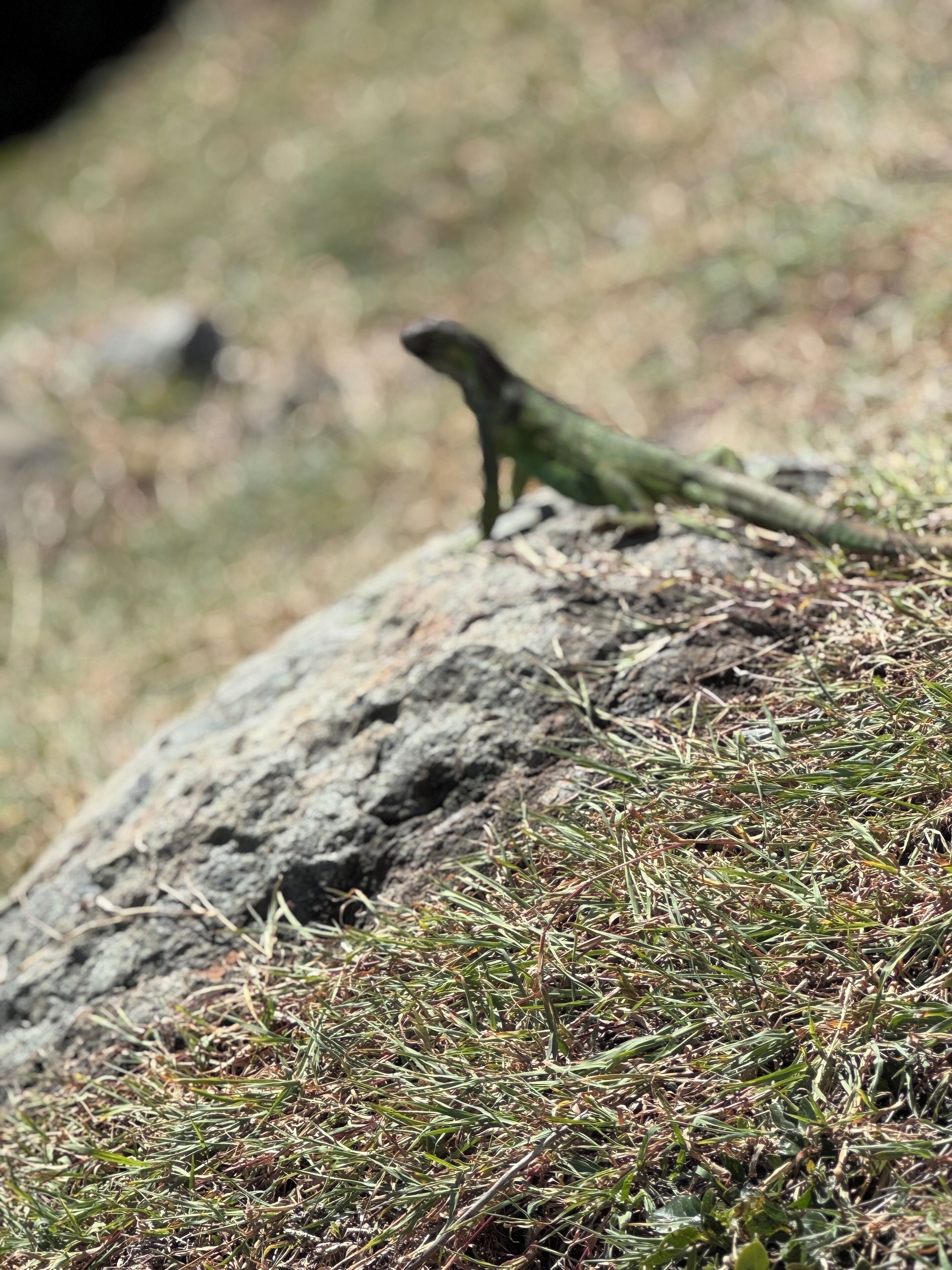 Un lézard sur un rocher, entouré d’herbe.