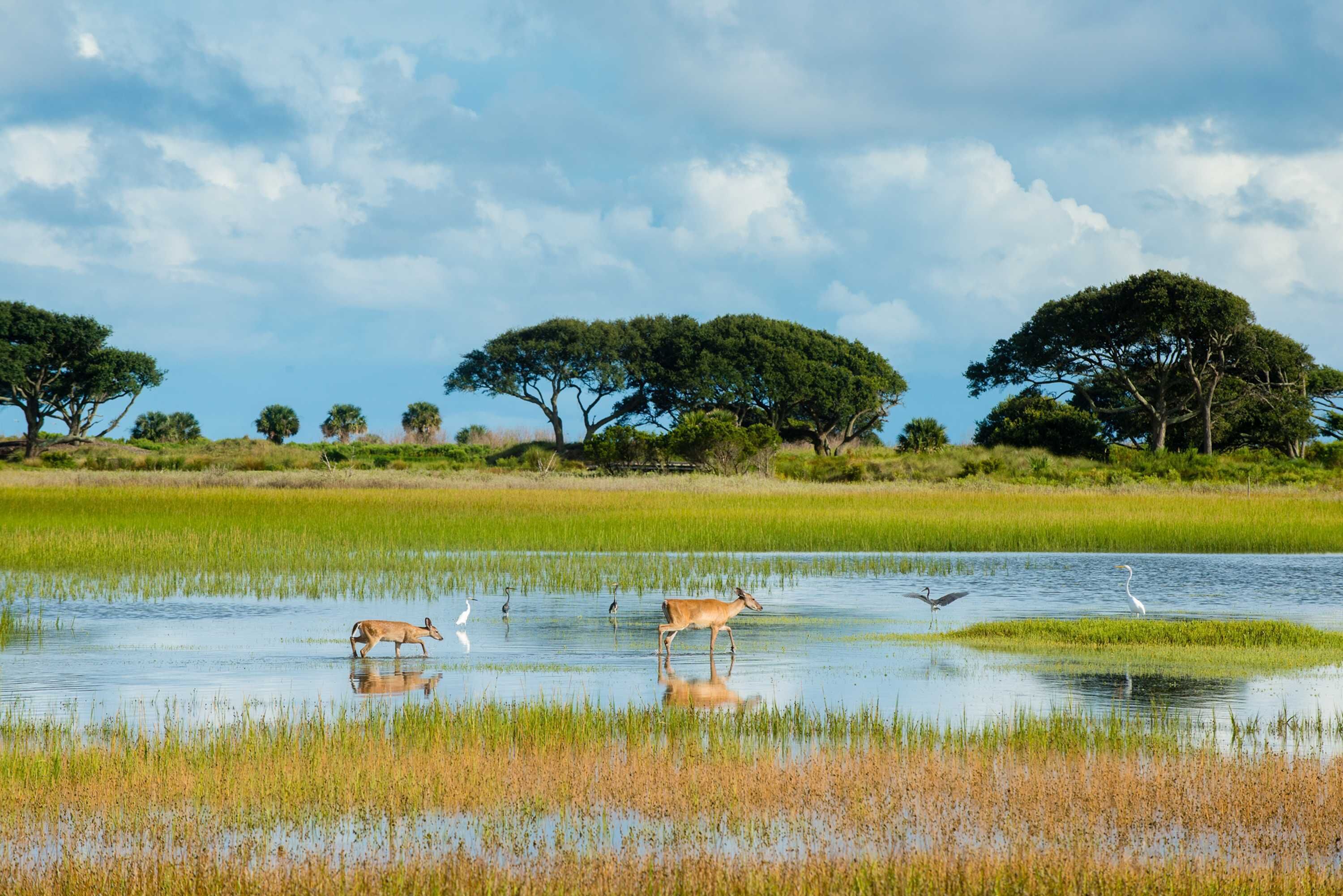 Een natuurlijk landschap met een waterpartij, bomen en wild dieren.