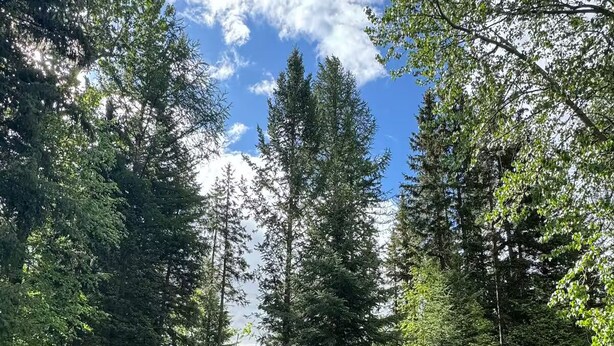 A grassy outdoor area with wooden Adirondack chairs arranged in a circle, surrounded by tall trees and a clear sky. - Charming three bedroom near Glacier National Park (Columbia Falls)