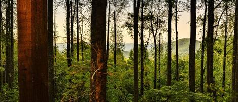 Vista desde la propiedad