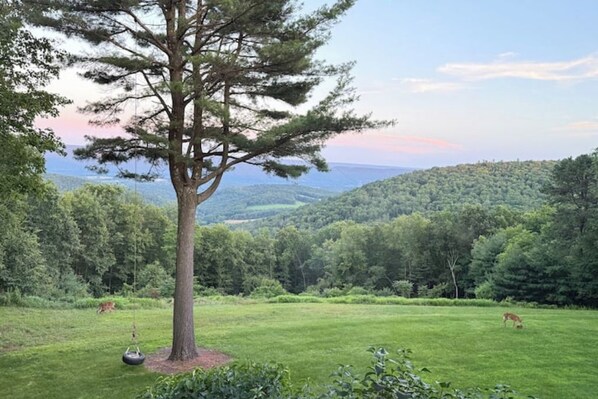 A tree with a swing, a grassy field, and a forested hill in the background.