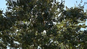 Un árbol con un tronco grueso y follaje denso.