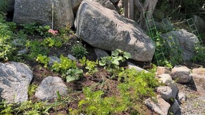 Ein Garten mit großen Steinen, etwas Grün und einem Drahtzaun.