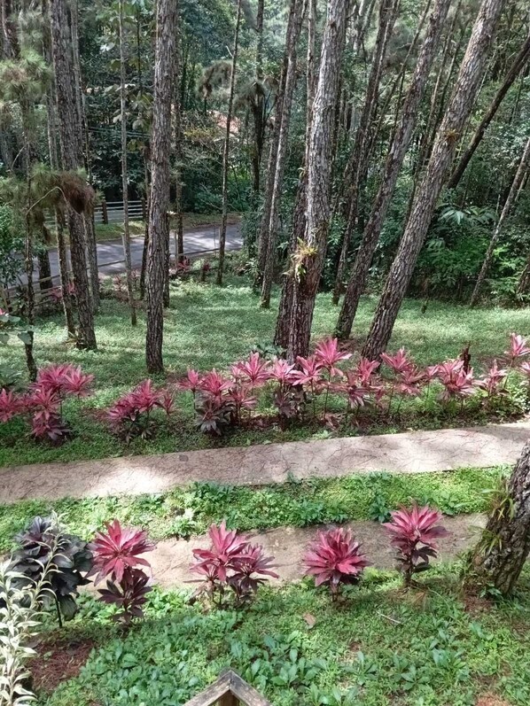 Area boscosa con un sentiero sterrato e diverse piante, alcune con foglie rosse.