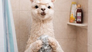 A llama in a shower with a water stream, a towel, and toiletries on a shelf.