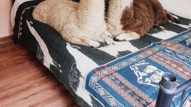 Two llamas on a bed with a patterned blanket.