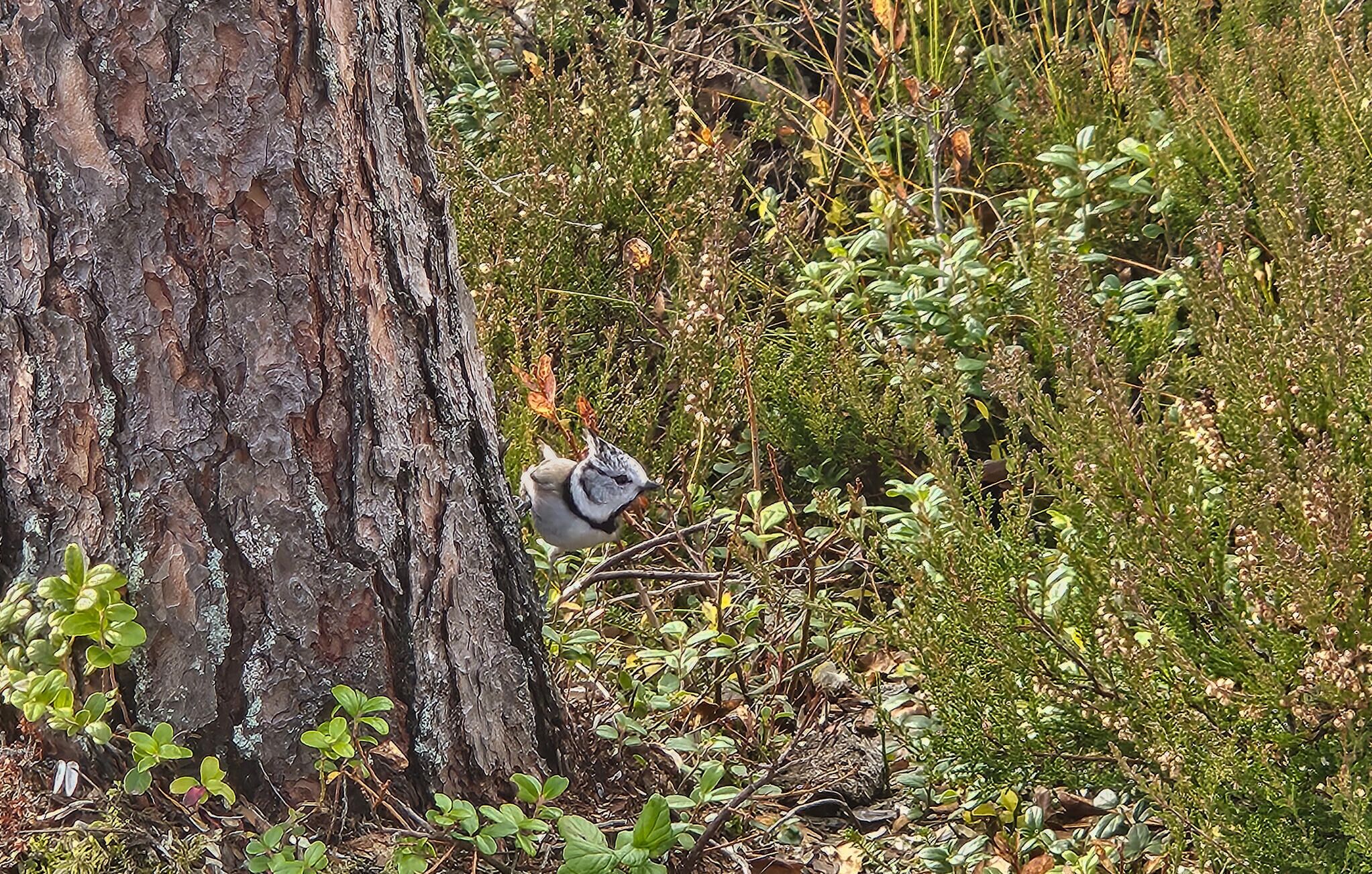 Een vogel zit op een boomstam, omringd door weelderige begroeiing.
