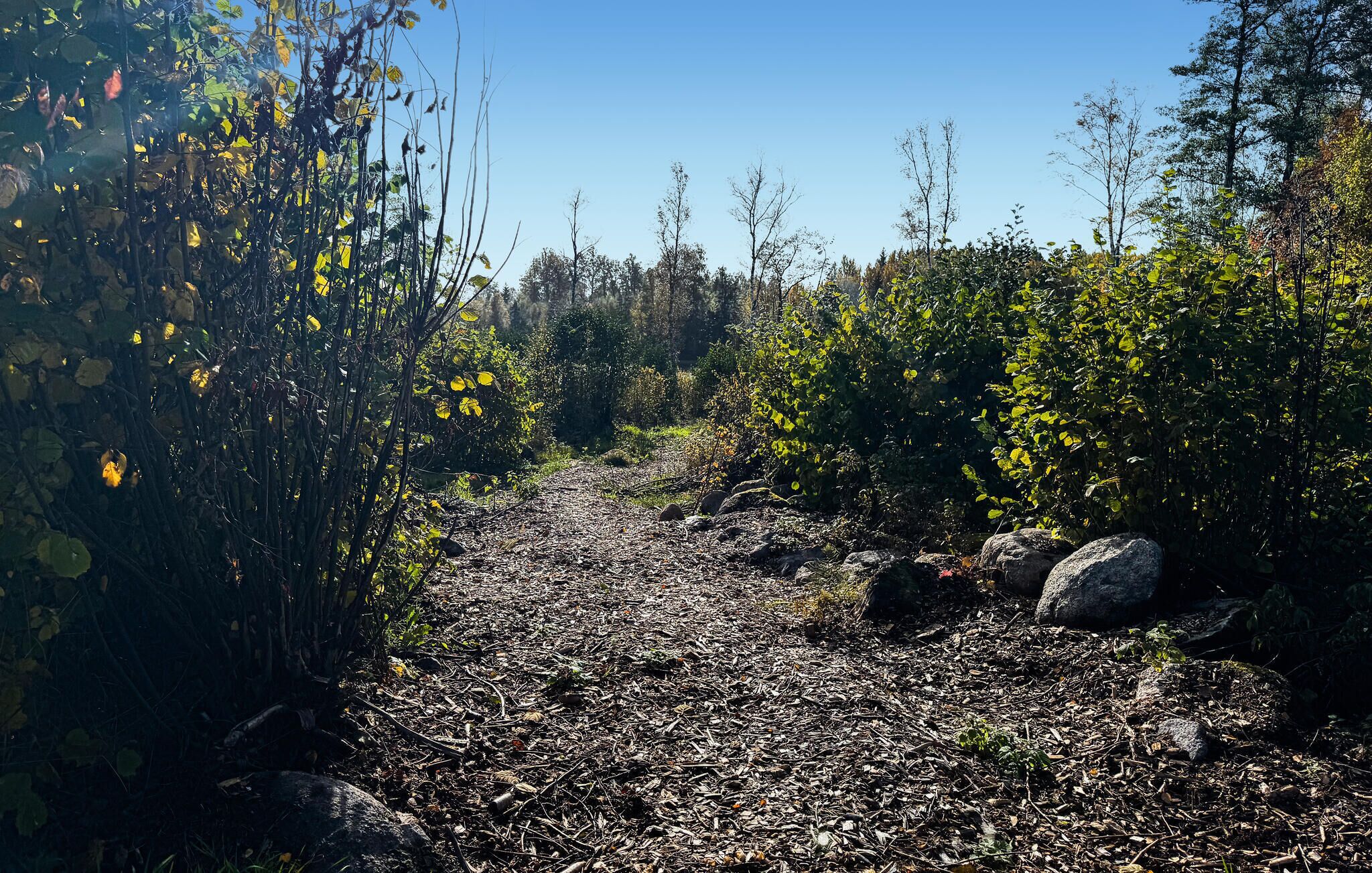 Un camí boscós amb roques i vegetació densa.